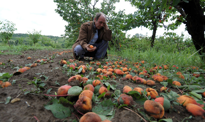 Невреме обрало трећину српских воћњака