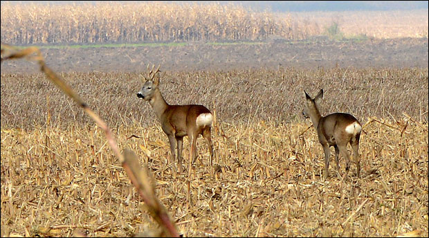 Ловиша: Профит уместо забаве