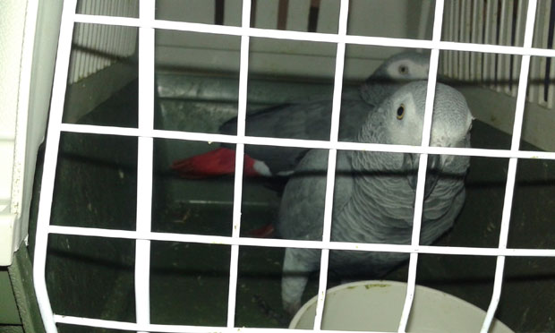 Заплењена два жако папагаја