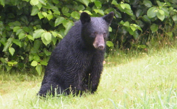 Необичан провалник: Медвед ушао у аутомобил и закључао се у њему!
