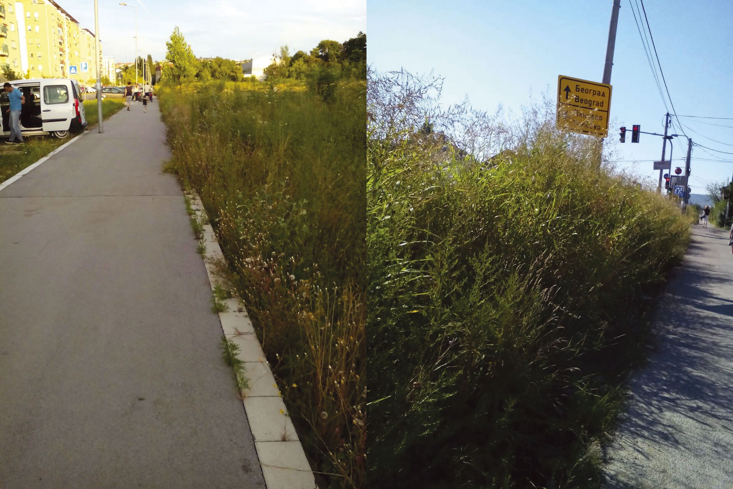 Грађанима смета џунгла крај пута