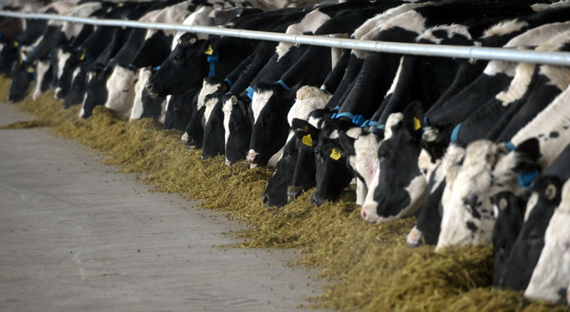 Бесплатно чисте штале