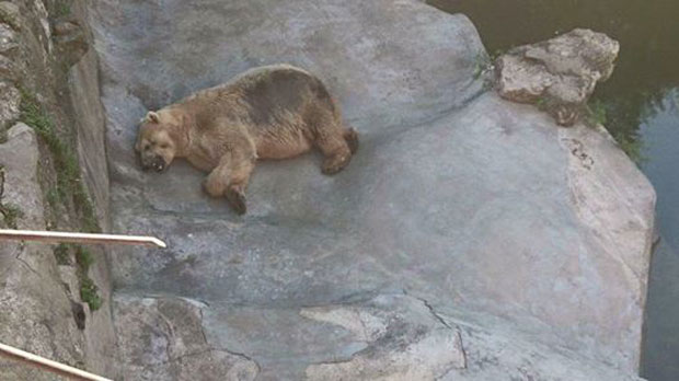 Истина иза грозне слике умирућег медведа из БГ зоо врта коју сви шерују