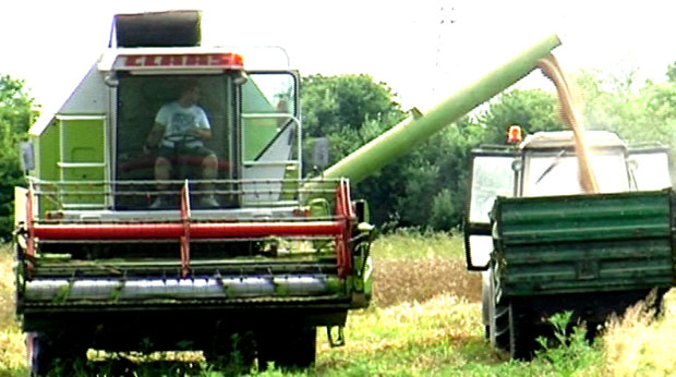 Модрича: Принос рeкoрдан, зарада слаба