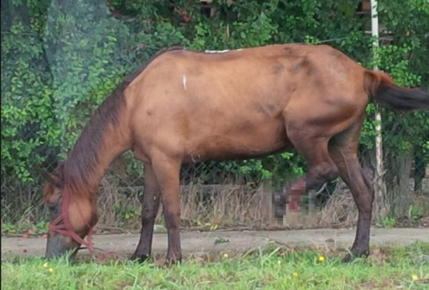 Коњ на сигурном, газду чека казна