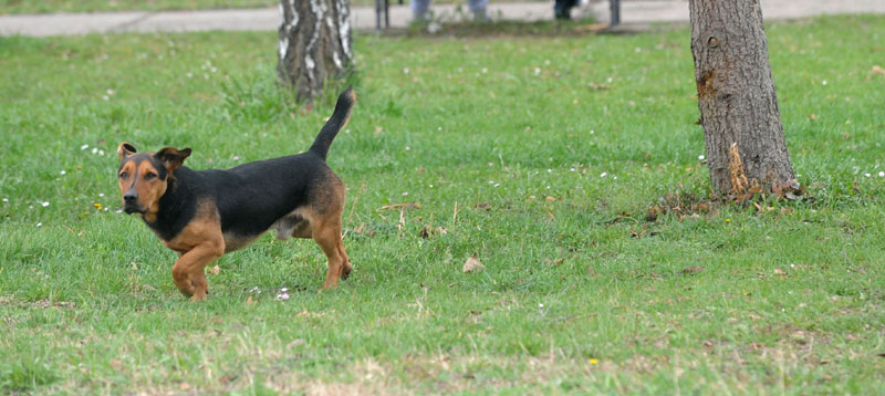 Младеновац: Чопори нападају пролазнике