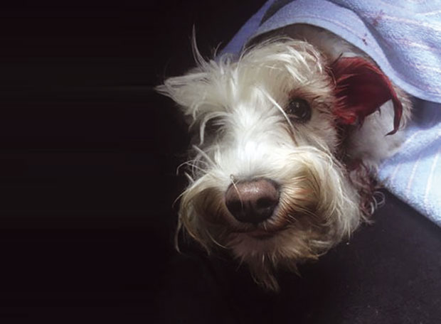 Таксиста прегазио малог шнауцера па побегао