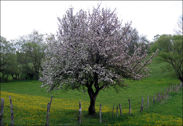 Београдске приче: Нема живота без јабуке
