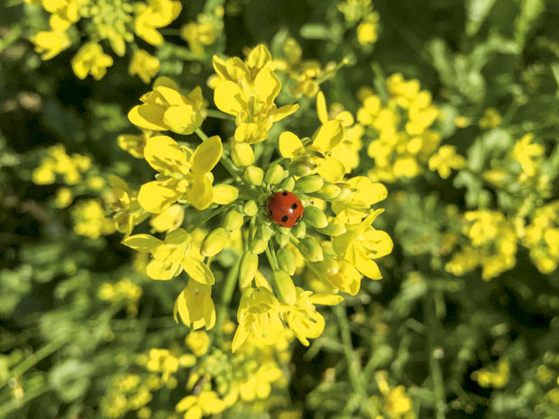 Слачица за бољу циркулацију