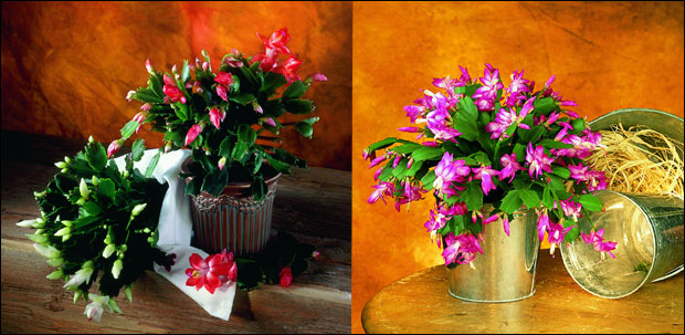 Расцветани шумски кактуси 