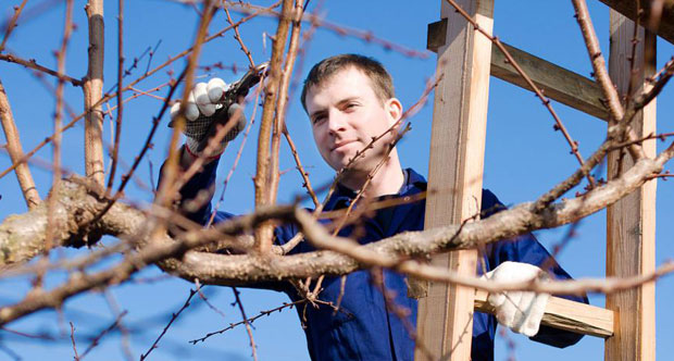 Научите резидбу воћака