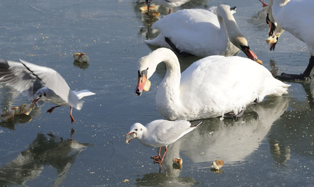 Птицама тешко, али нису заробљене