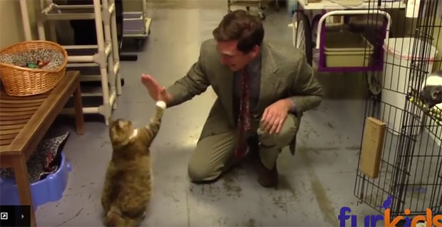 Реклама за удомљавање мачака постала хит на интернету