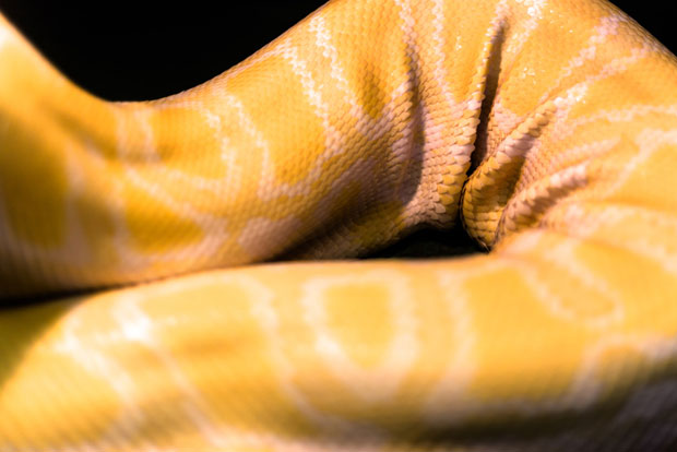 У посети војвођанским питонима