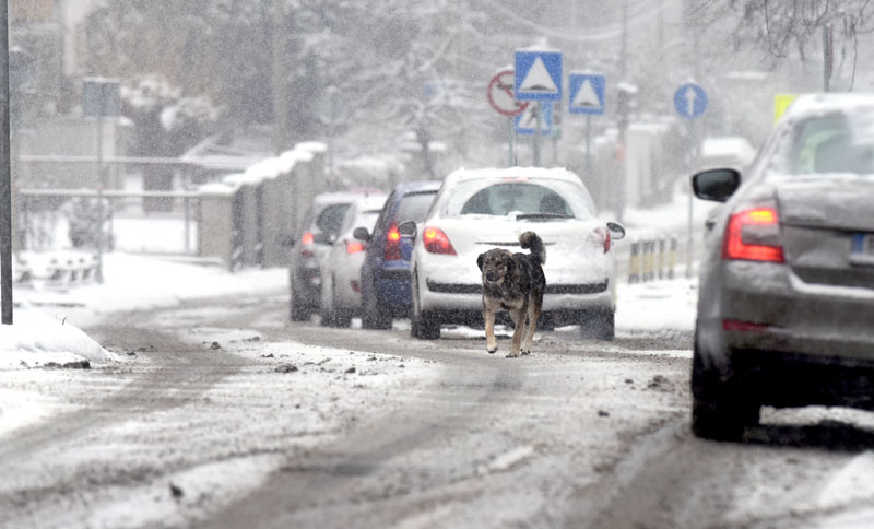 УГРОЖЕНЕ ЗБОГ ХЛАДНОЋЕ: Хитно помозите и животињама