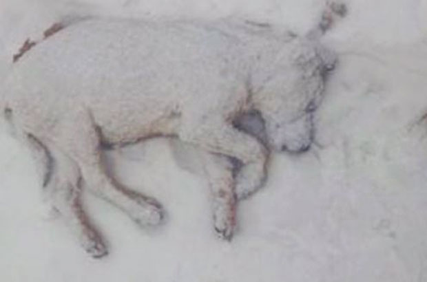 Тужна фотографија залеђеног пса из Зајечара крије још тужнију причу