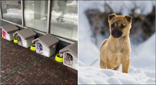 Мини-прихватилиште: Смештај за луталице на Старом граду