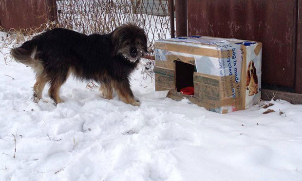 Куће за псе од кеса и кутија