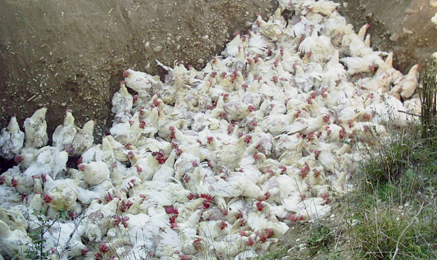 Птичји грип хара Бугарском, нови случајеви у Хрватској и Словенији