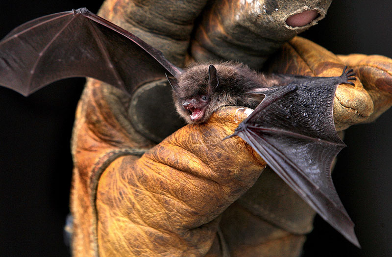 Откривен још један тип вируса корона