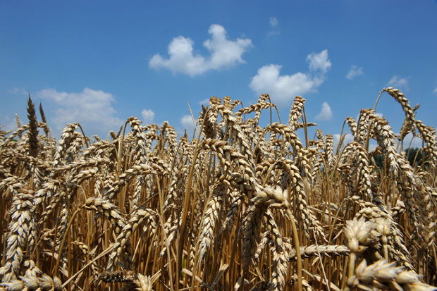 У Србији посејано мање пшенице него 2015, усеве угрожава хладноћа