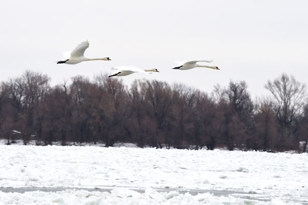 Разбијање леда мађарским ледоломцем кошта Србију 120 евра по сату
