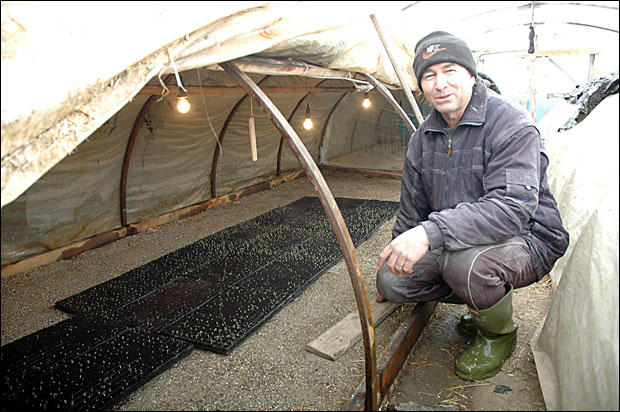 Семберија: Снег руши пластенике