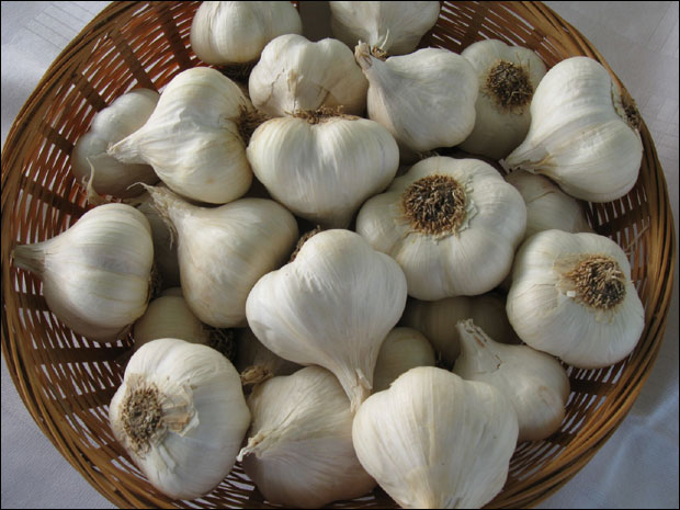 Бели лук само из баште