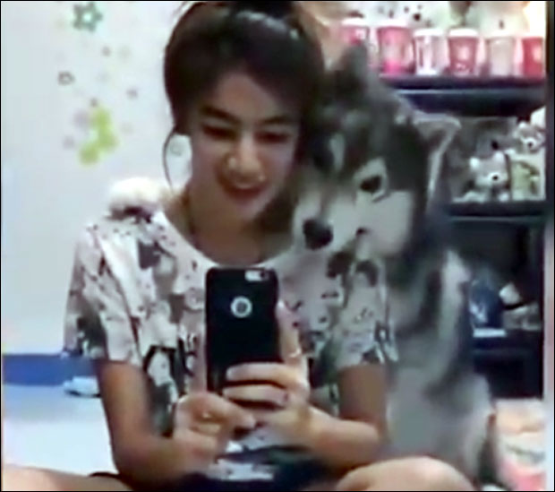 Кад хаски воли селфи (ВИДЕО)