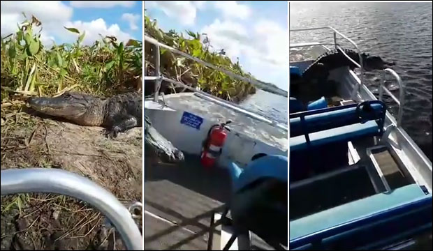 ИМАЛИ ВИШЕ СРЕЋЕ НЕГО ПАМЕТИ: Кад алигатор скочи у чамац