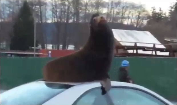 Кад ти морски лав спава на ауту (ВИДЕО)