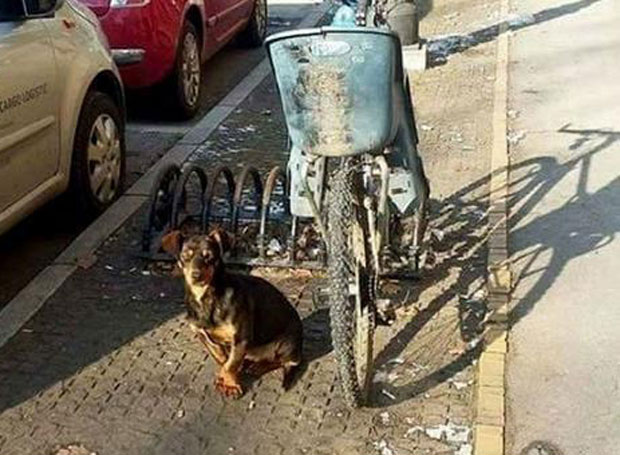 Суботички Хачико: Пас на минусу, поред бицикла, чекао газду пет дана