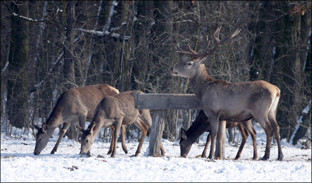 Да зима у шуми прође без глади(ФОТО)