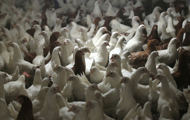 У Македонији регистрован птичји грип