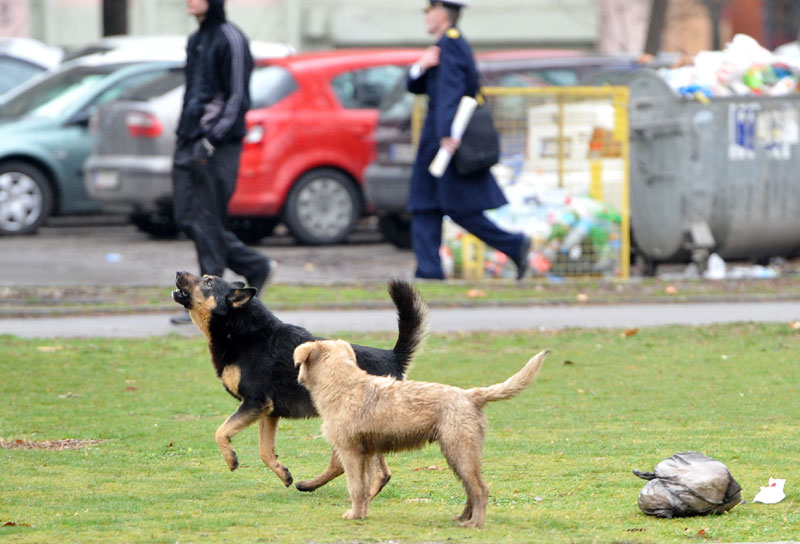 Нови Сад: Због уједа паса туже за 130 милиона