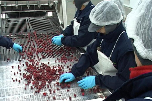 Подрињске малинаре брине цена