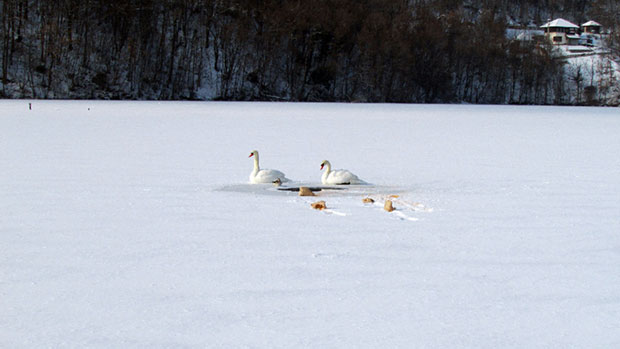 Чачак: Лабуд украден па ипак враћен