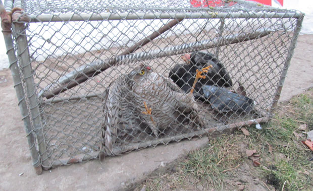 Заштићена птица угинула у кавезу за пацове