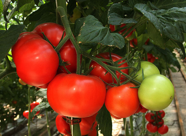 Општина Прокупље подстиче органску пољопривредну производњу