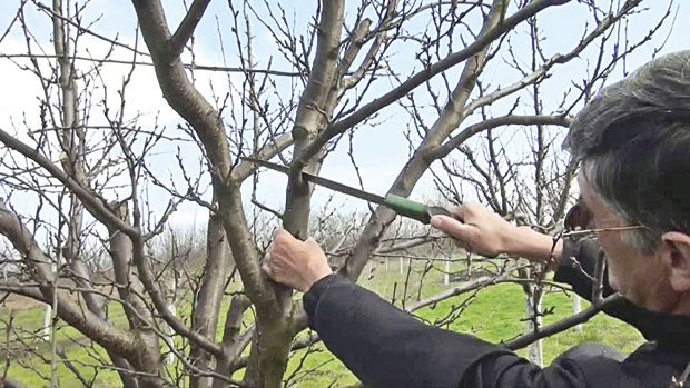 „Чачанке“ оштрије резати