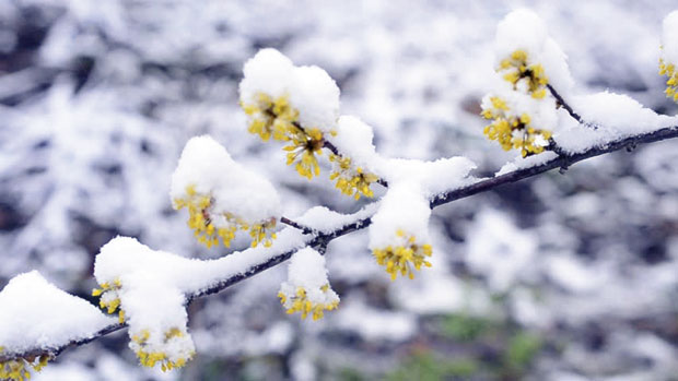 Кад снегови истакну сву лепоту дрвећа 