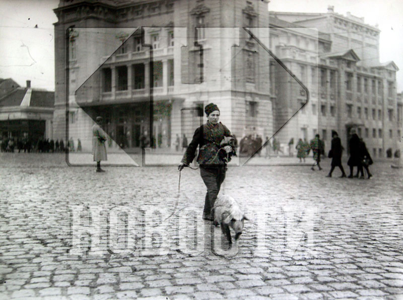 Београдске приче: Животиње из центра града