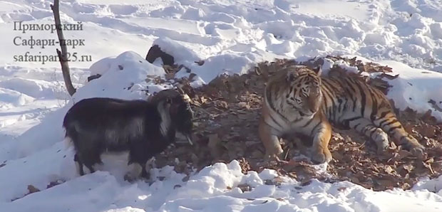 Меркел Тимуру родила првенца