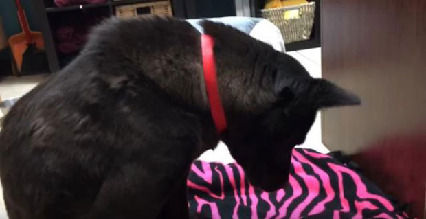 Спасени пас спава стојећи јер никад није видео кревет