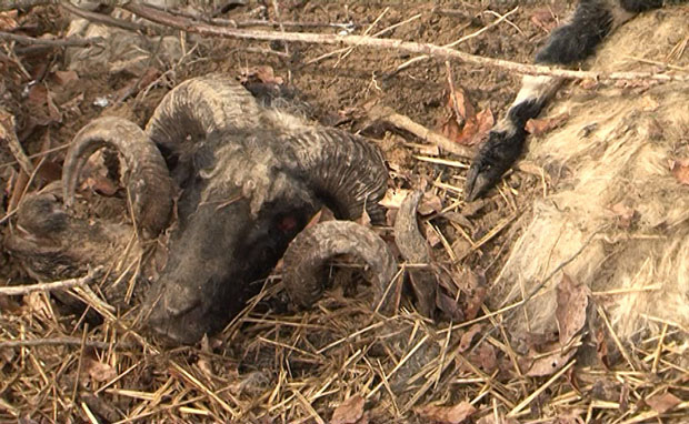 Номади оставили 300 угинулих оваца