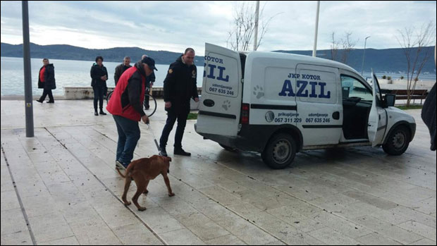 Тиват: Власнику разјареног пса кривична пријава