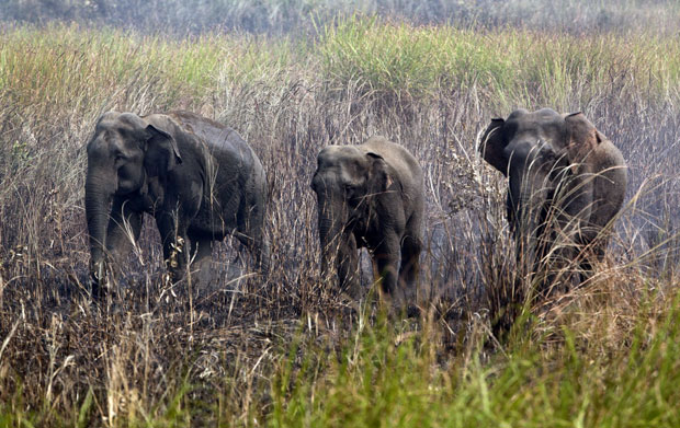 Станишта слонова у Индији све мања