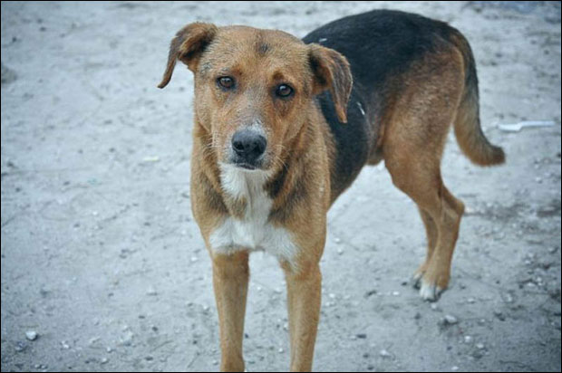 Лажни уједи гризу касу