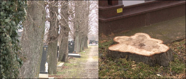 ПО ОГРЕВ НА - ГРОБЉЕ: Посекли стогодишње стабло кестена