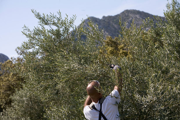На Црногорском приморју почела резидба, маслине добро родиле